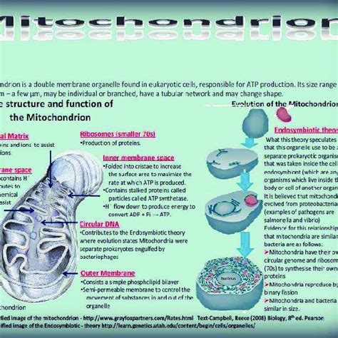 2): The Endosymbiotic Theory and Structure of Mitochondria. | Download ...