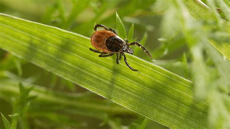 Start Der Zecken Saison Tipps Zum Schutz Vor Krankheiten