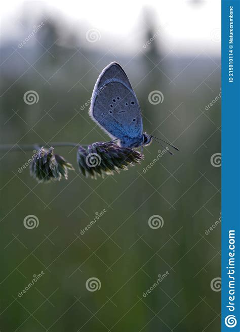 Pequena Borboleta Azul Comum Se Aproxima Da Natureza Foto De Stock