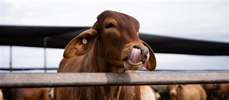 A love affair with grain fed beef