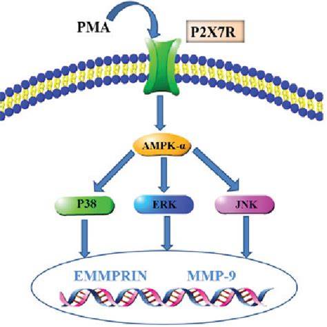 Figure From P X Receptor Regulates Emmprin And Mmp Expression