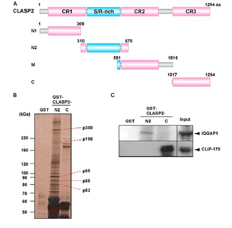 Identification Of IQGAP1 As A Novel Interacting Molecule With CLASP2