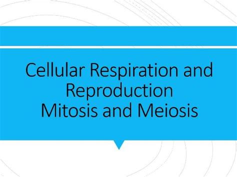 Biology Cellular Respiration And Reproduction Mitosis Meiosis Power