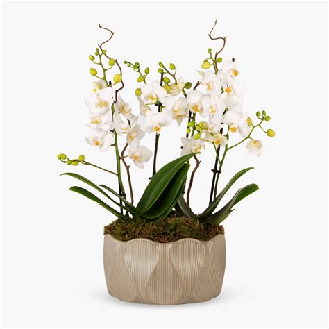 Customers found a rare orchid at williams florist this week 18