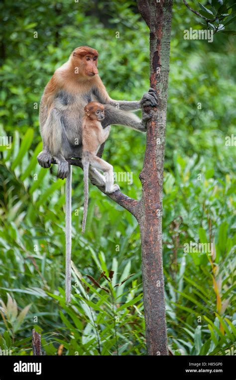 Proboscis Monkey Nasalis Larvatus Mother And Two Month Old Baby