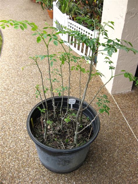 Dwarfing A Moringa Moringa Tree Growing Food Moringa Seeds