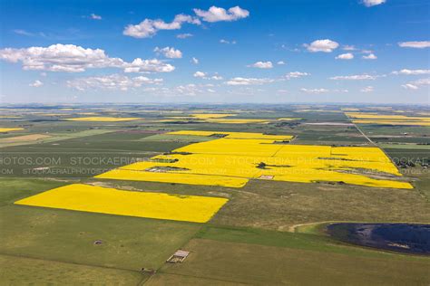 Aerial Photo Canola Fields