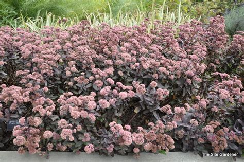 Sedum Purple Emperor The Site Gardener