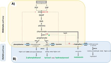 Shikimate A And Ehrlich B Pathways For The Production Of Tyrosol