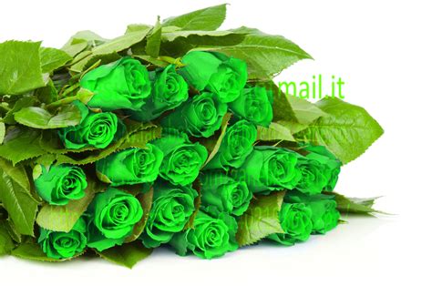 Green roses | Green rose, Plant leaves, Blue roses