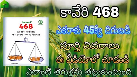 కవర 468 Kaveri 468 paddy Kaveri 468 hybrid paddy Kaveri 468