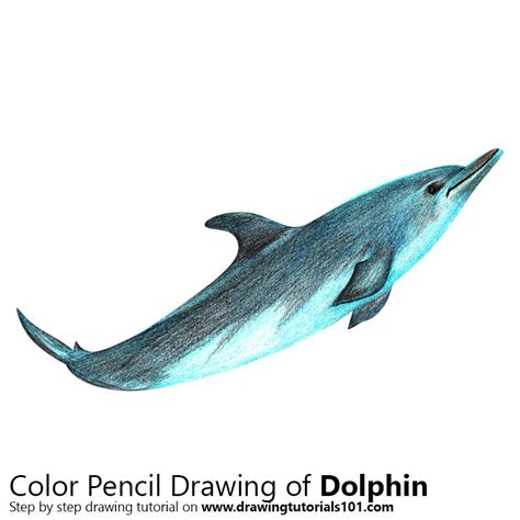 Dolphin Pencil Drawing at GetDrawings | Free download