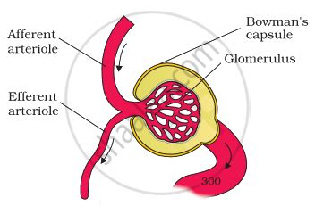 Label the parts in the following diagram. Afferent arteriole Efferent ...