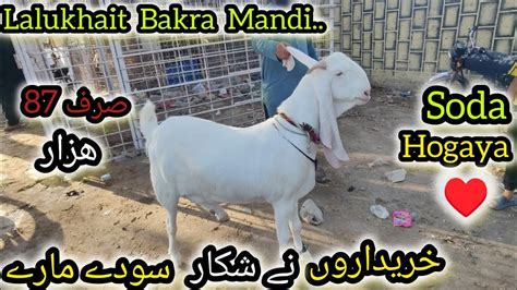 Lalukhait Bakra Mandi Latest Update 5 5 2024 Naseeb K Sody Ya