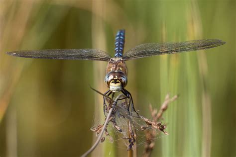 Stephen Burch S Birding Website Dragonfly And Damselfly Pics