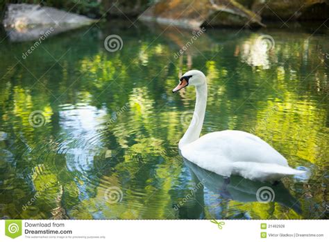 Beautiful White Swan Stock Photo Image Of Light Reflection 21462928