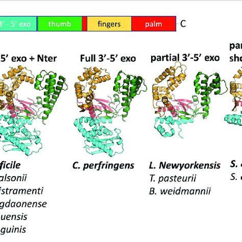 comparison  predicted polymerase structures  bacterial dna pol