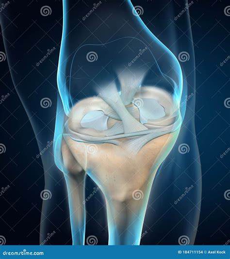 Menisci Y Ligamentos Articulares De Rodilla Médicamente Ilustración 3d