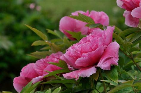 Brocaded Gown Tree Peony Halifax Perennials Inc