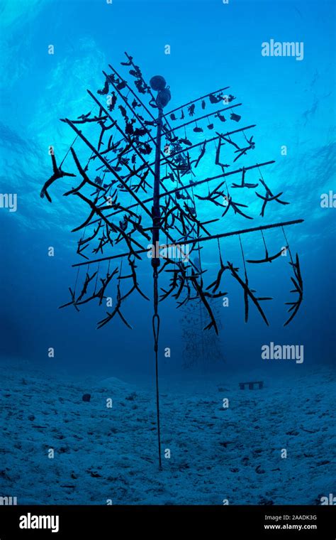 Fragments Of Elkhorn Coral Acropora Palmata And Staghorn Coral