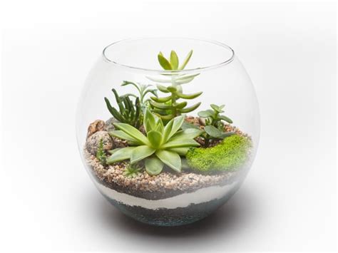 How to Make Succulents terrarium? - CactusWay