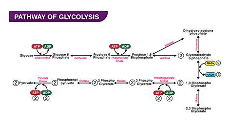 How many steps are in glycolysis?