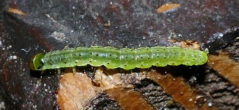 Wei Fleck Schabenmotte Ypsolopha Parenthesella Wei Flec Flickr