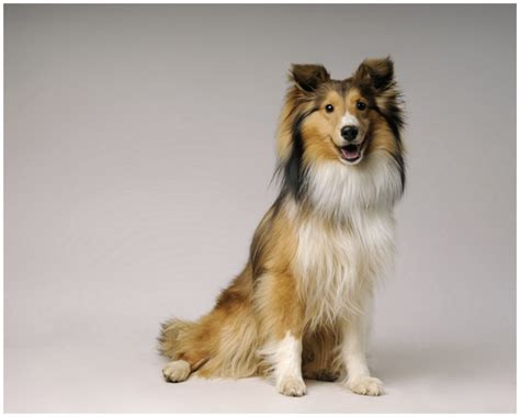 Shetland Sheepdog - Facts, Pictures, Puppies, Rescue, Breeders ...