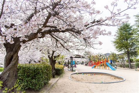 見上げて歩く、桜さんぽ。春の枚方のおすすめお花見名所【枚方まとめ】 大阪府枚方市の観光情報誌『ひらいろ』