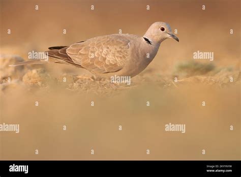 Ring Necked Dove Foraging On The Ground Half Collared Dove Cape