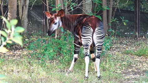 「よこはま動物園ズーラシア」がすごい！現地取材で分かったファミリーに愛される魅力とは｜暮らし方から物件探し