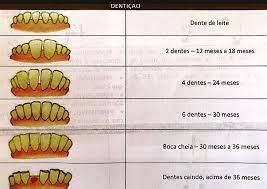 Ovinos Como Identificar A Idade Pela Denti O