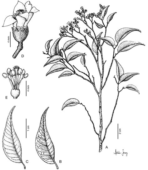 Leptolaena Abrahamii A Flowering Branch B Leaf Adaxial Surface