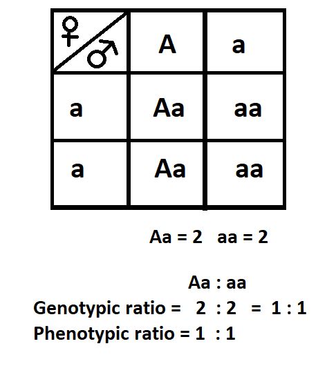 Punnett Square Genotype And Phenotype