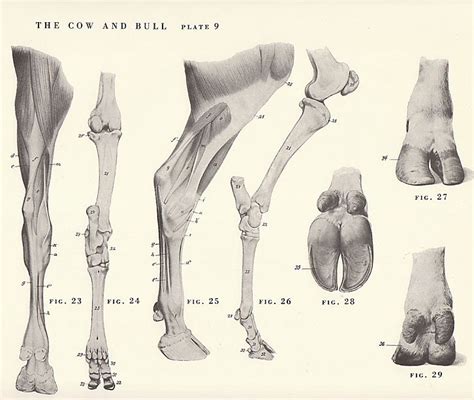 Vintage Cow and Bull Leg and Hoof Skeletal View by niminsshop