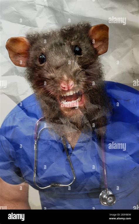 Angry rat hi-res stock photography and images - Alamy