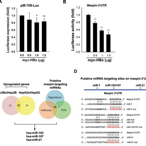 Effects Of Hbx On Maspin Promoter Activity Utr Activity And