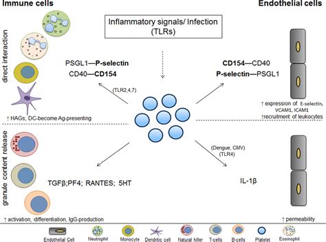 Circulating Platelets As Mediators Of Immunity Inflammation And