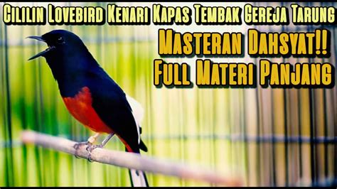 Pancingan Sore Hari Murai Batu Materi Istimewa Full Tembakan Cililin