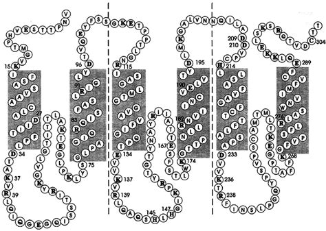 A Folding Diagram Of Uncoupling Protein 1 UCP 1 From Hamster Brown