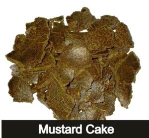 How To Make Mustard Cake Fertilizer Benefits Uses Voice Of Plant