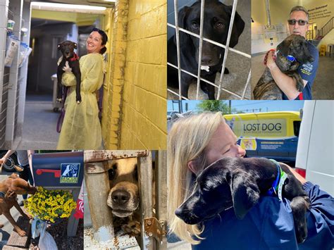 In the News - Lost Dog & Cat Rescue Foundation