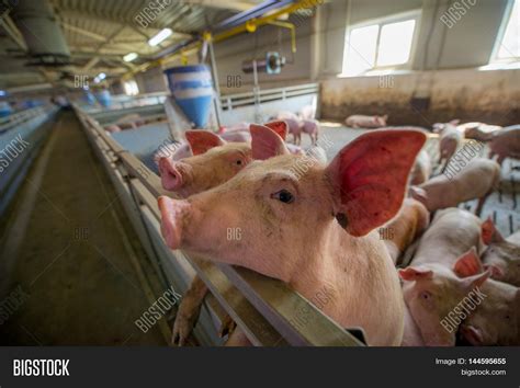 Pig Pig Sty On Organic Image & Photo (Free Trial) | Bigstock