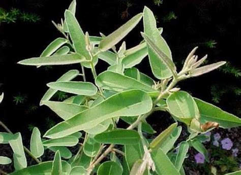 Eucalyptus Citriodora Lemon Scented Gum The Seed Vine