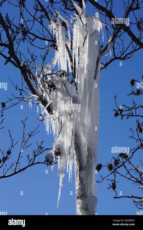 Icicles Hanging From Tree Branches Hi Res Stock Photography And Images