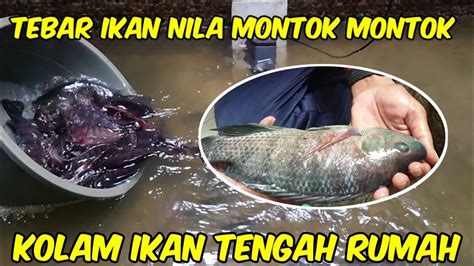 TEBAR IKAN NILA DIKOLAM TENGAH RUMAH YG SUDAH DIBERSIHKAN YouTube