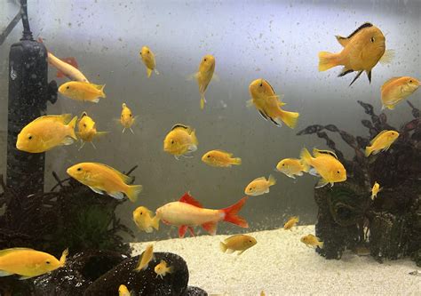 [FS] - Ventura County - $3 - Electric Yellow Cichlids : r/AquaSwap