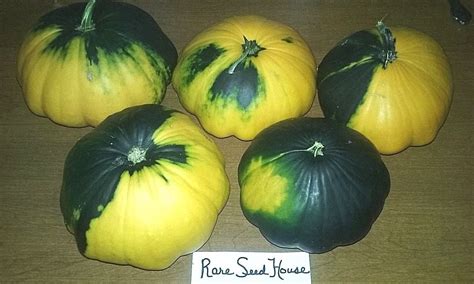 Green Yellow Variegated Patty Pan Squash FOR BAKING FRYING STUFFING