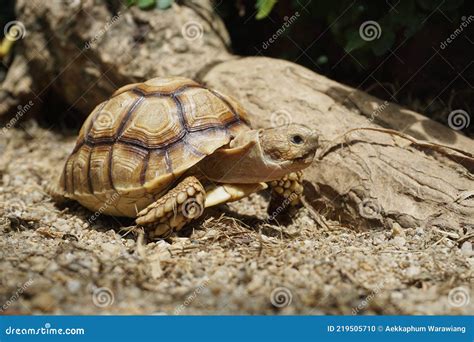 African Sulcata Tortoise Natural Habitat,Africa Spurred Tortoise Sunbathe on Ground with His ...