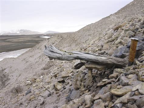 Oldest DNA reveals life in Greenland 2 million years ago